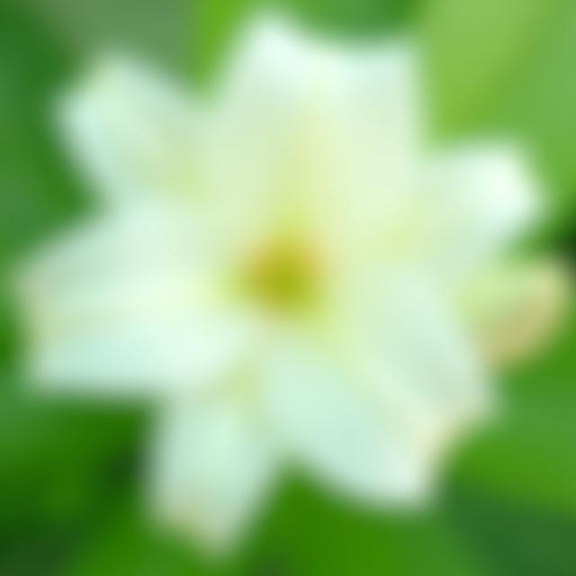 白ユリのクローズアップ